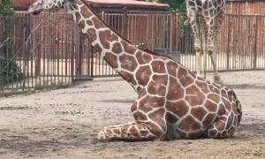 Szkoła Podstawowa nr 2 w Rabce