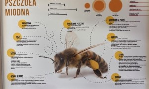 Szkoła Podstawowa nr 2 w Rabce